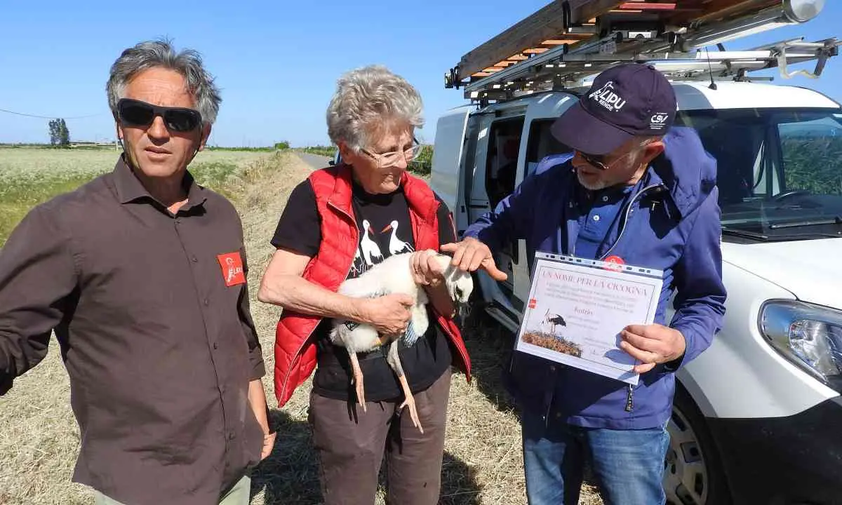 Torna la campagna Lipu \"Un nome per la cicogna\": l'anno scorso inanellati 43 esemplari | FOTO