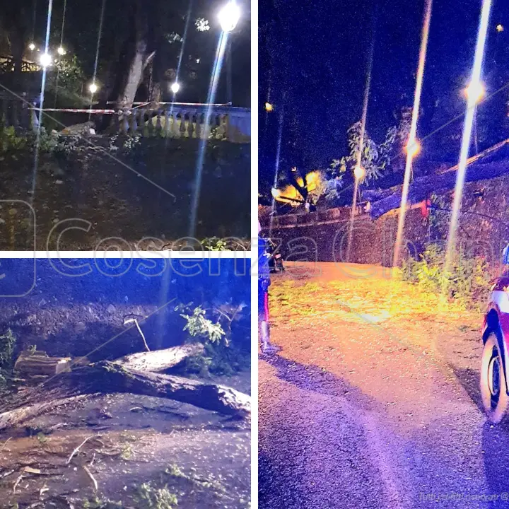 Cosenza, il maltempo fa danni. Cede un albero della Villa finendo su alberi e auto
