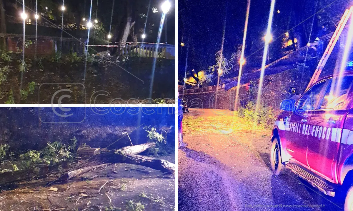 Cosenza, il maltempo fa danni. Cede un albero della Villa finendo su alberi e auto