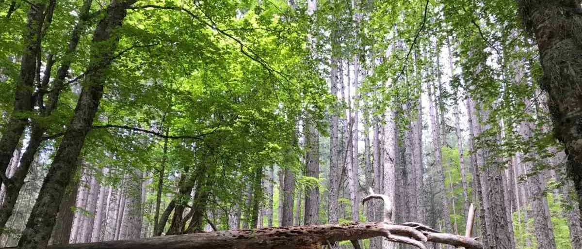 Calabria da scoprire, la meraviglia dei Giganti della Sila