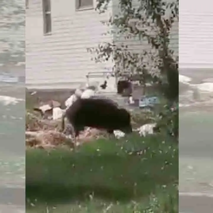 Cosenza, un cinghiale scorrazza da giorni in città a caccia di cibo