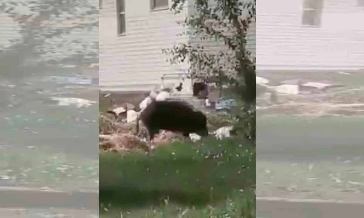 Cosenza, un cinghiale scorrazza da giorni in città a caccia di cibo