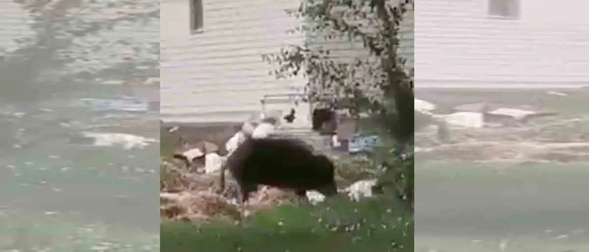 Cosenza, un cinghiale scorrazza da giorni in città a caccia di cibo