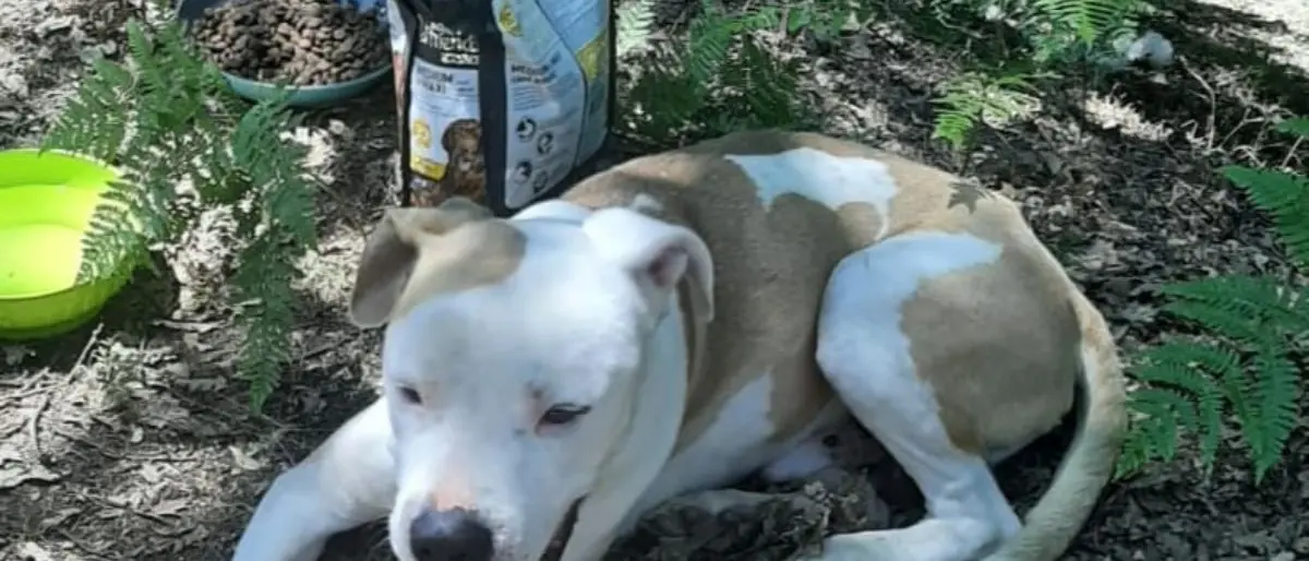 Abbandonò un cane, a processo un cittadino di Rossano