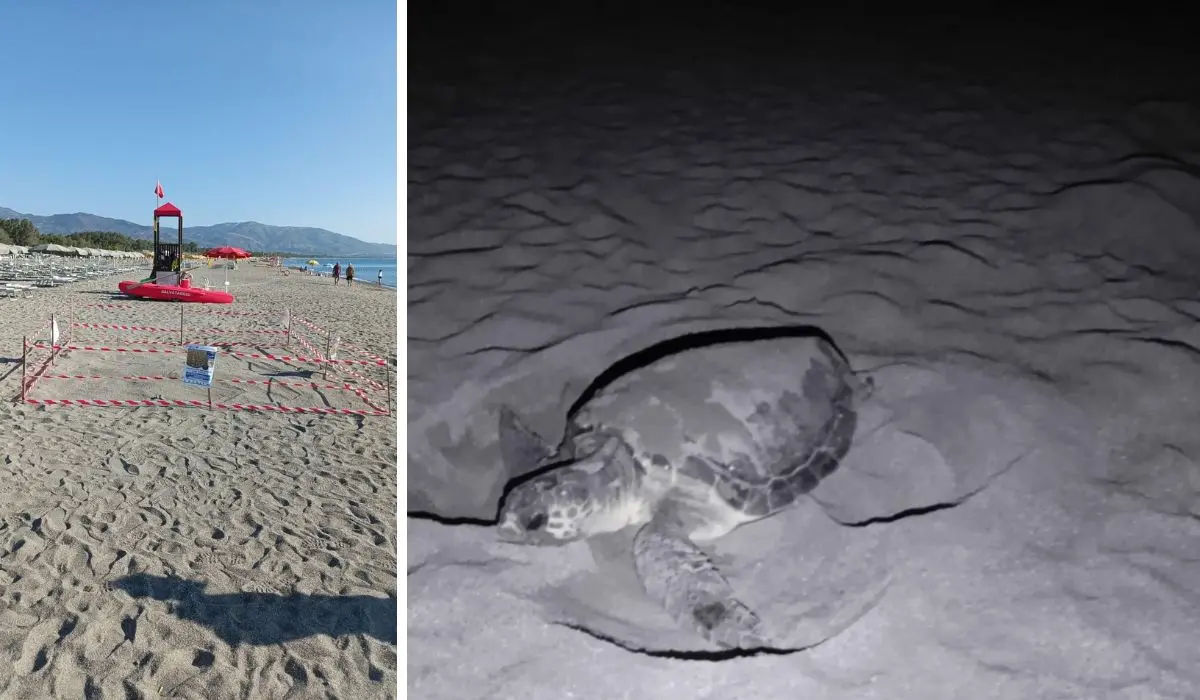 La tartaruga Caretta Caretta nidifica in spiaggia a Villapiana: interviene il Wwf