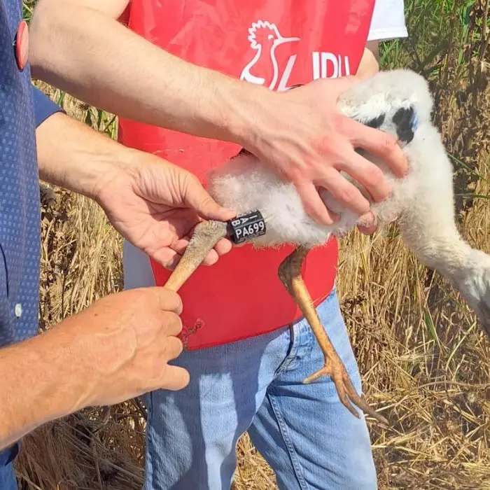 Impallinata una Cicogna bianca, era nata nella Piana di Sibari
