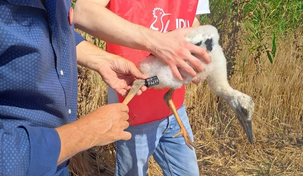 Impallinata una Cicogna bianca, era nata nella Piana di Sibari