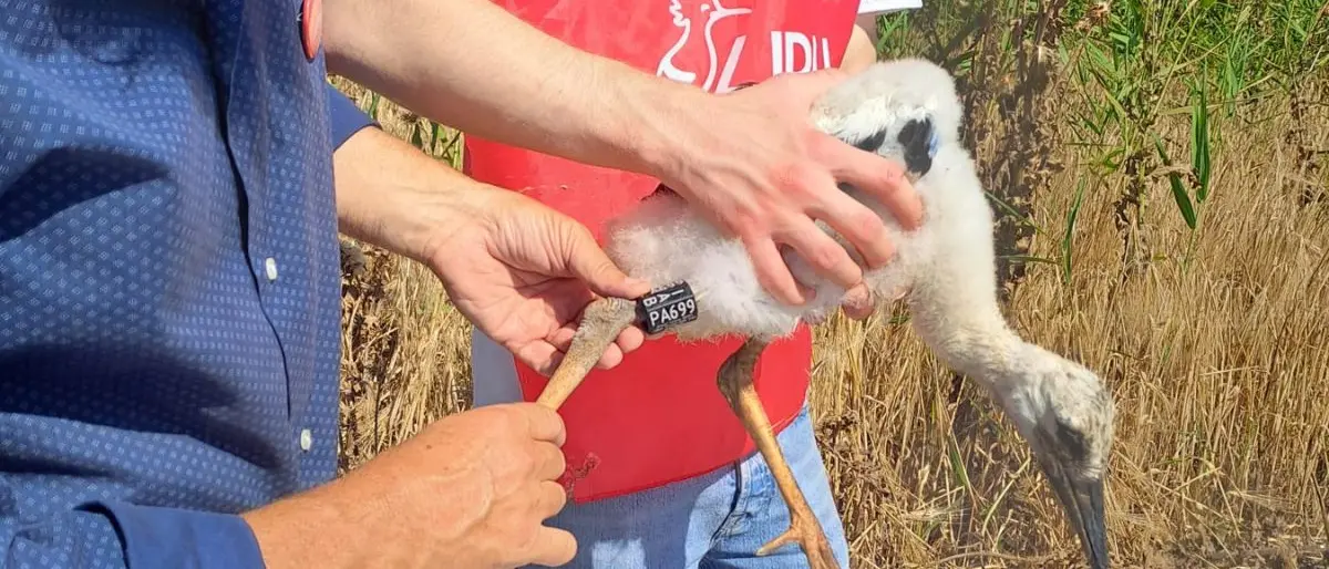 Impallinata una Cicogna bianca, era nata nella Piana di Sibari