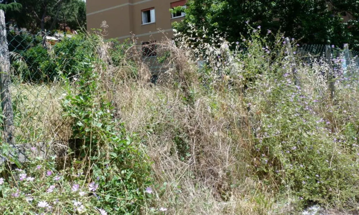 Cosenza, il Comune dichiara guerra a chi non ripulisce terreni e giardini
