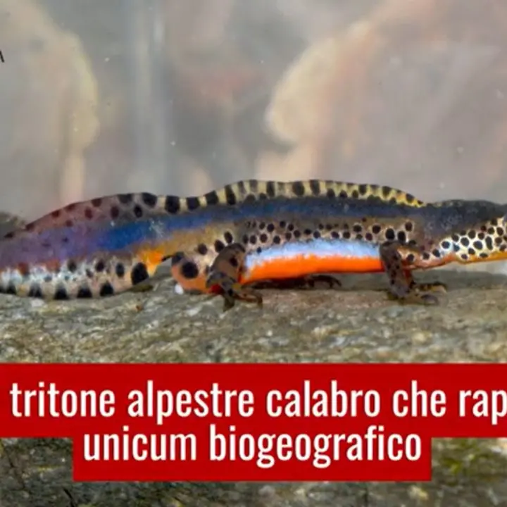 Fagnano Castello, l'Unical vuole salvare un anfibio esclusivo in via di estinzione