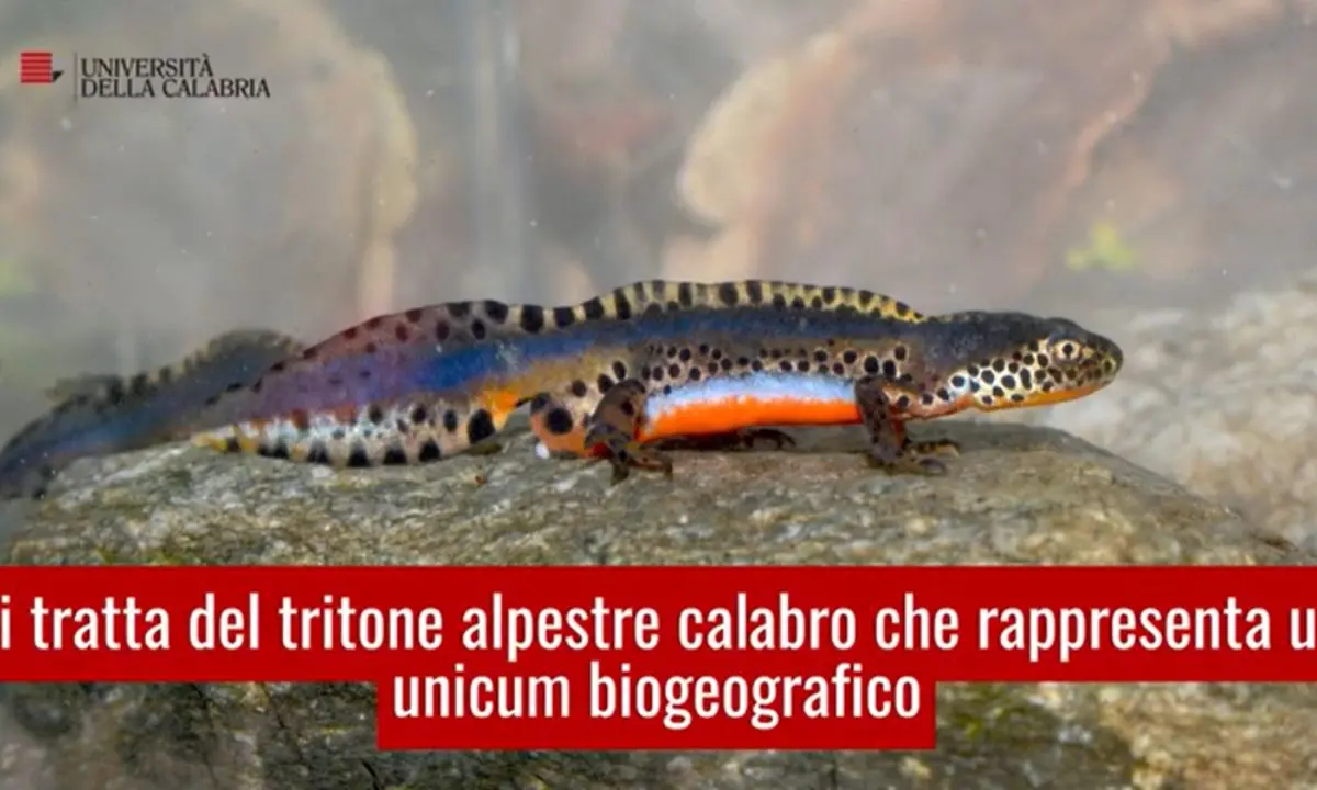 Fagnano Castello, l'Unical vuole salvare un anfibio esclusivo in via di estinzione