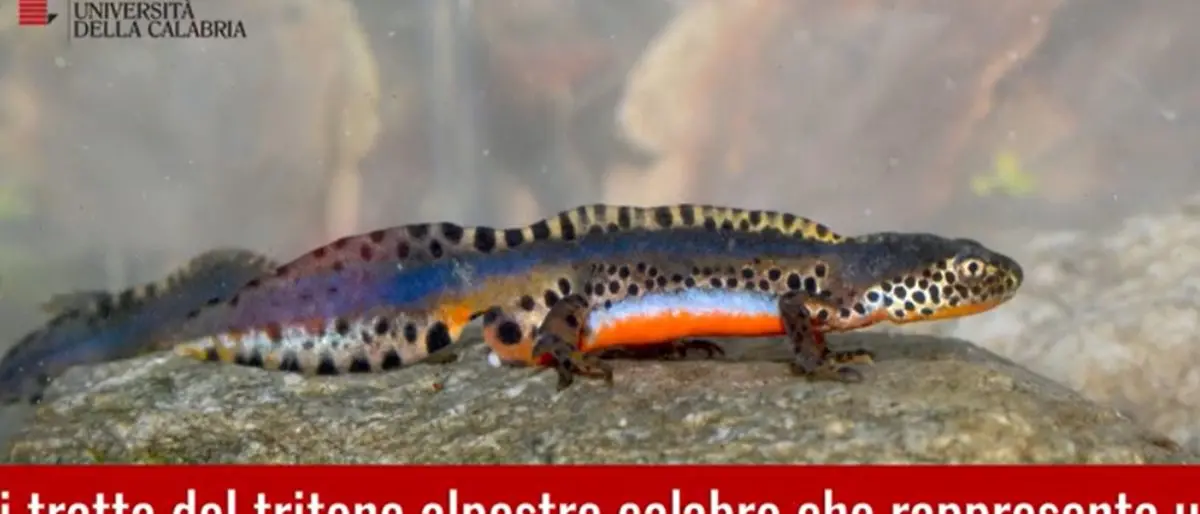 Fagnano Castello, l'Unical vuole salvare un anfibio esclusivo in via di estinzione