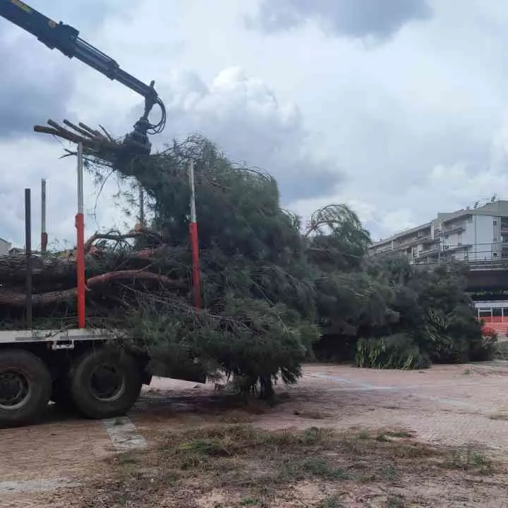 Rende, Comune diffidato per il taglio degli alberi. «Perizie contraddittorie, vanno fermati»