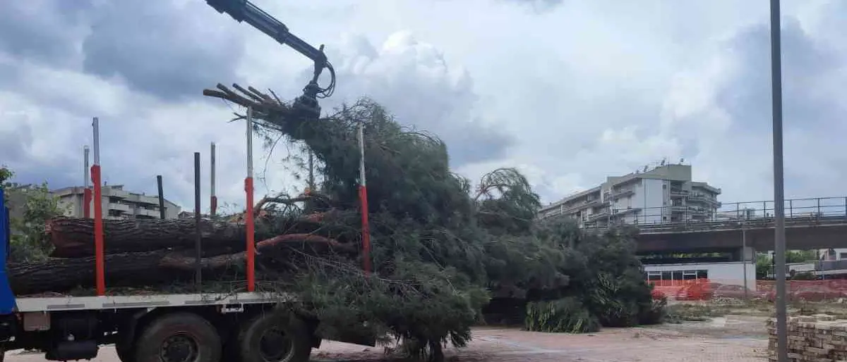 Rende, Comune diffidato per il taglio degli alberi. «Perizie contraddittorie, vanno fermati»