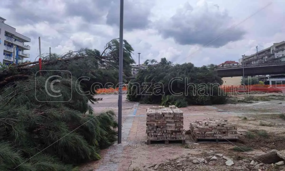 Rende, nuovi alberi da abbattere. E gli ambientalisti si mobilitano