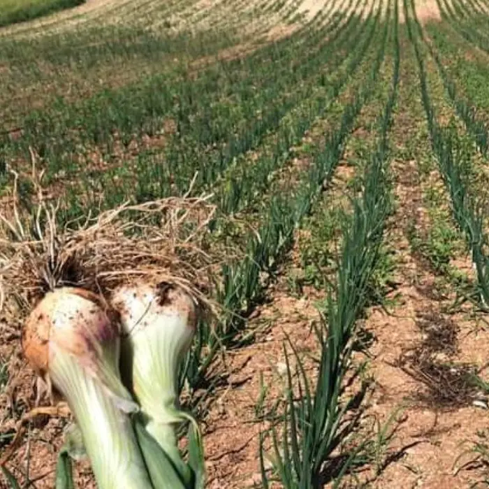 Cipolla bianca di Castrovillari, modello di recupero e valorizzazione di biodiversità