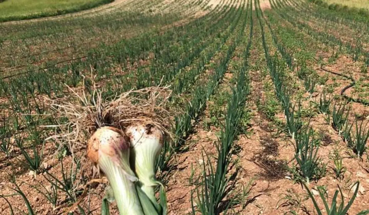 Cipolla bianca di Castrovillari, modello di recupero e valorizzazione di biodiversità