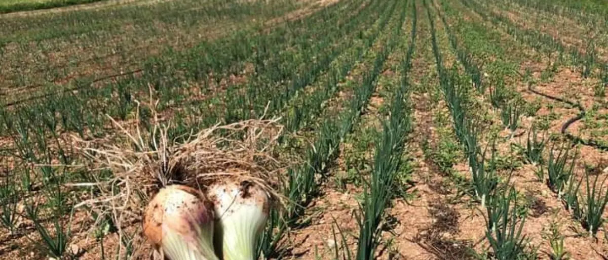 Cipolla bianca di Castrovillari, modello di recupero e valorizzazione di biodiversità