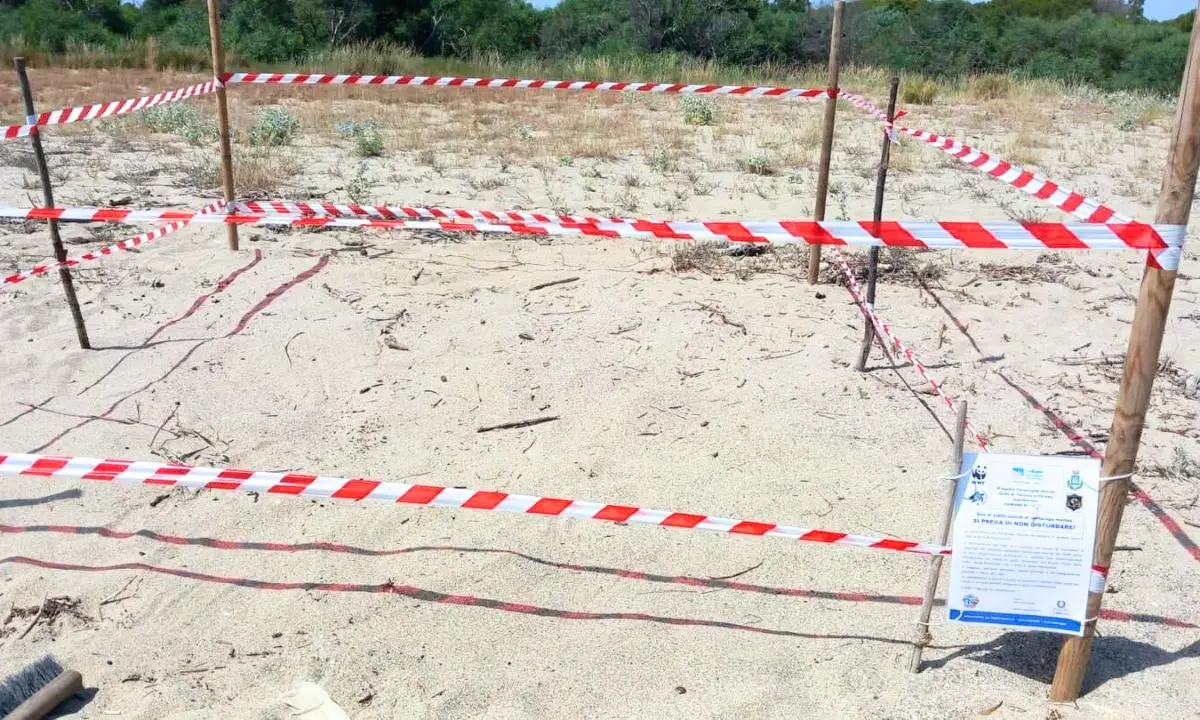 La tartaruga caretta caretta sceglie le spiagge di Sibari per nidificare