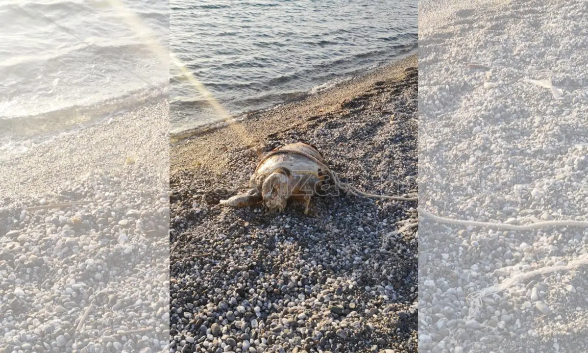 Cittadella, rinvenuta in mare la carcassa di una tartaruga
