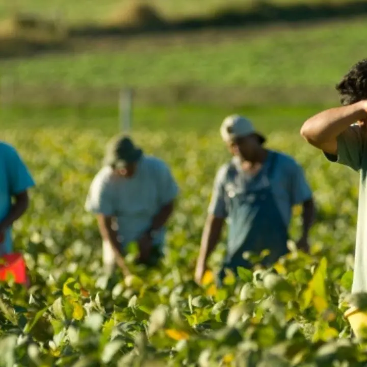 L'allarme dei produttori oleari nella Sibaritide: «Non troviamo più operai specializzati»