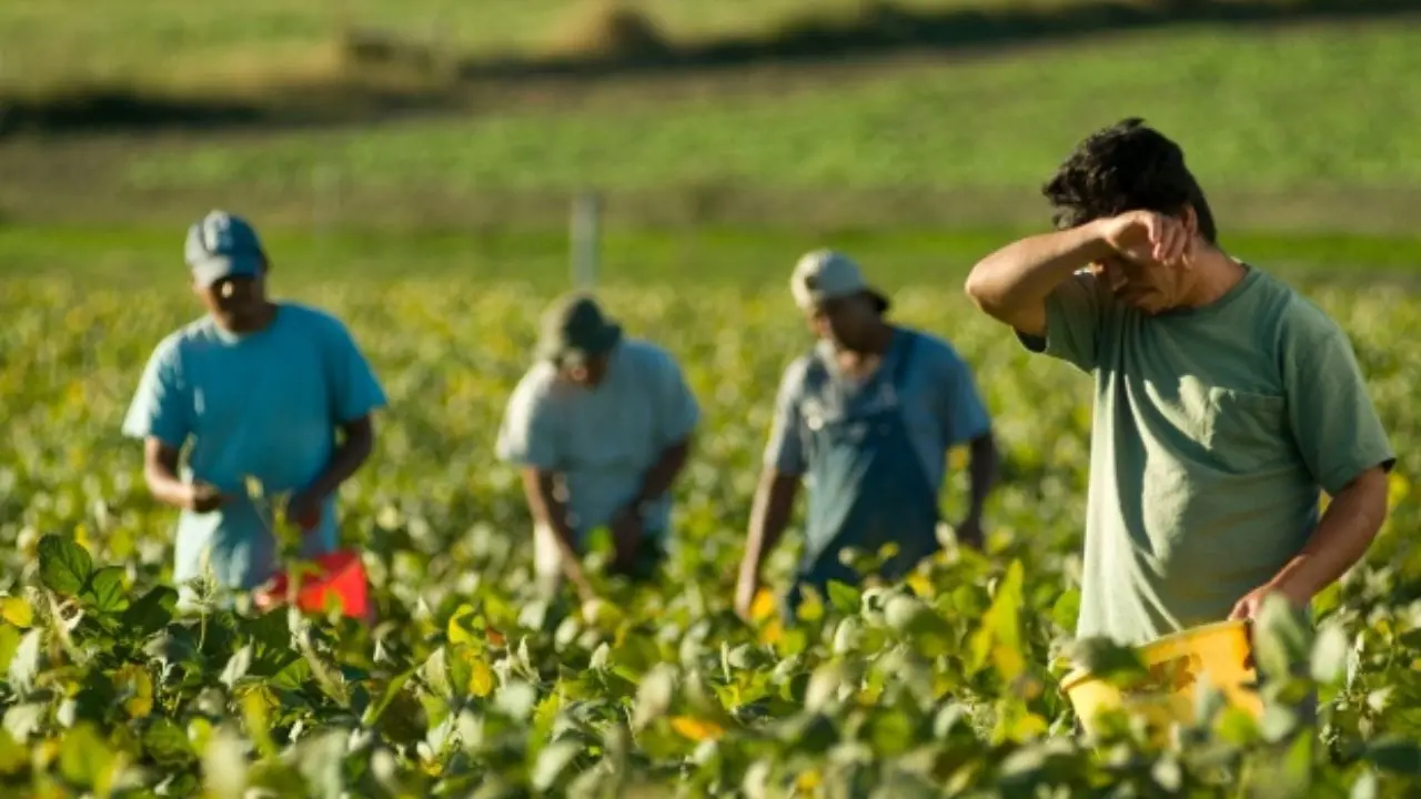 Troppo caldo per lavorare: la Regione vieta le attività agricole nelle fasce orarie più a rischio