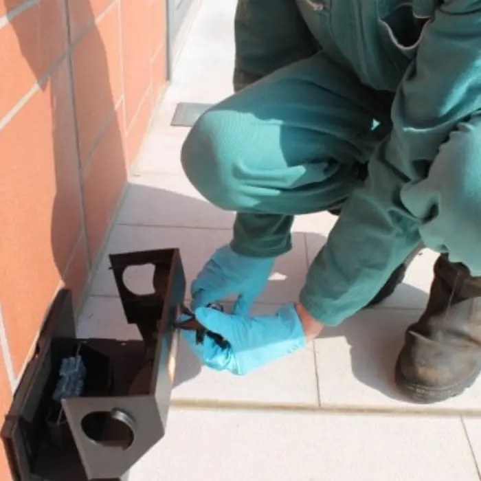 Corigliano Rossano, iniziata la derattizzazione in tutto il territorio