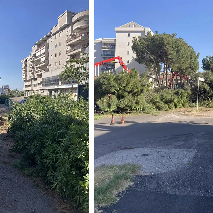 Sospesi gli abbattimenti di pini a Rende, accolta l'istanza degli ambientalisti