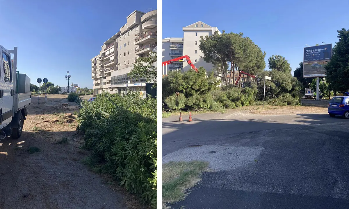 Sospesi gli abbattimenti di pini a Rende, accolta l'istanza degli ambientalisti