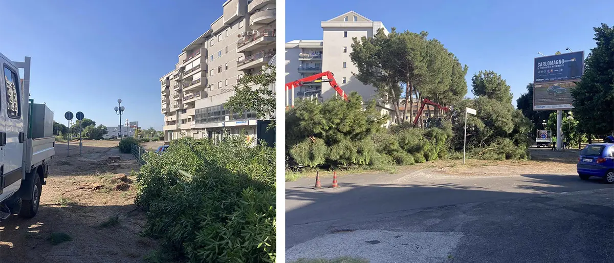 Sospesi gli abbattimenti di pini a Rende, accolta l'istanza degli ambientalisti