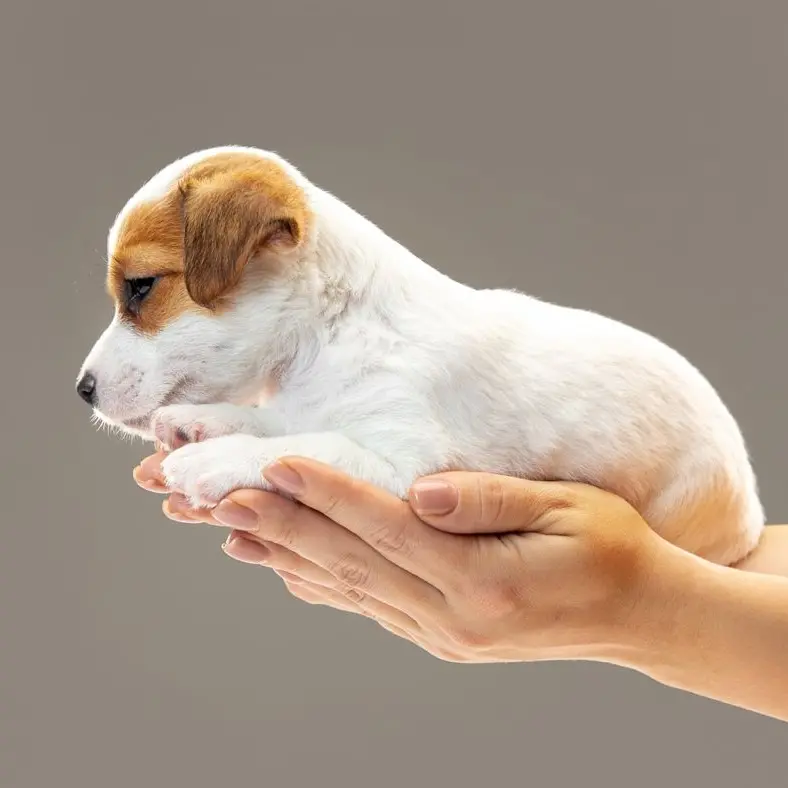 Mette in vendita due cuccioli sul web: multato