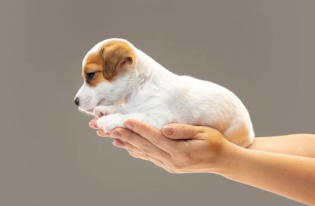 Mette in vendita due cuccioli sul web: multato