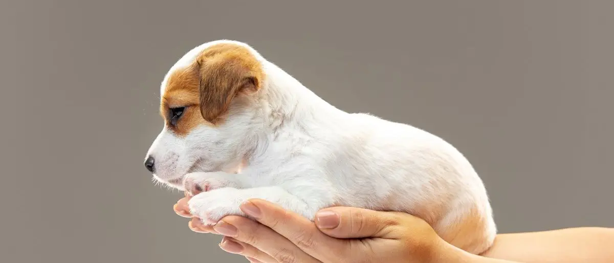 Mette in vendita due cuccioli sul web: multato