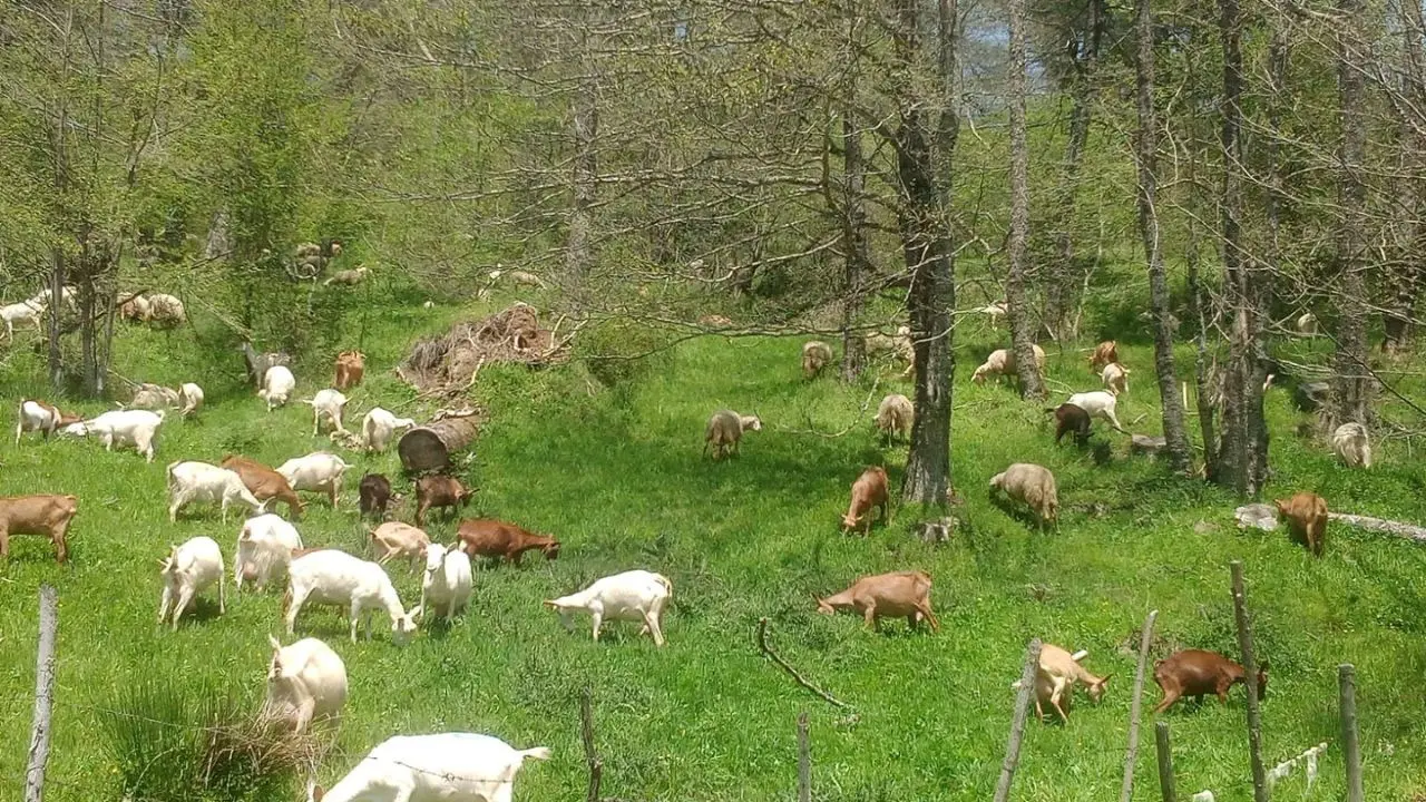 Allevatori nella Sila incontaminata, una tradizione di famiglia