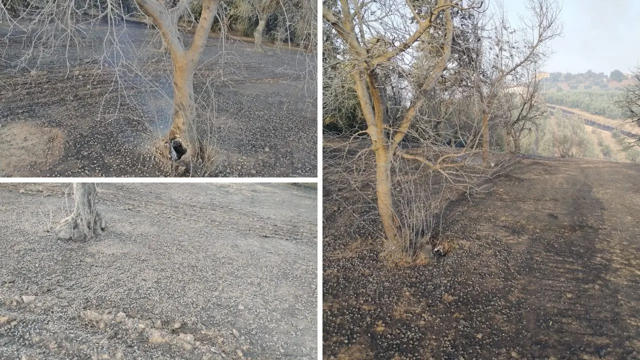 Acri, le fiamme devastano 350 ulivi e parte di un vigneto. Azienda in ginocchio