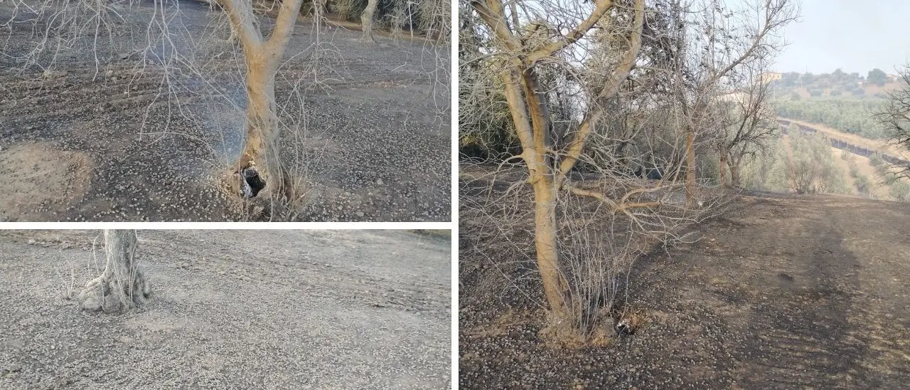 Acri, le fiamme devastano 350 ulivi e parte di un vigneto. Azienda in ginocchio
