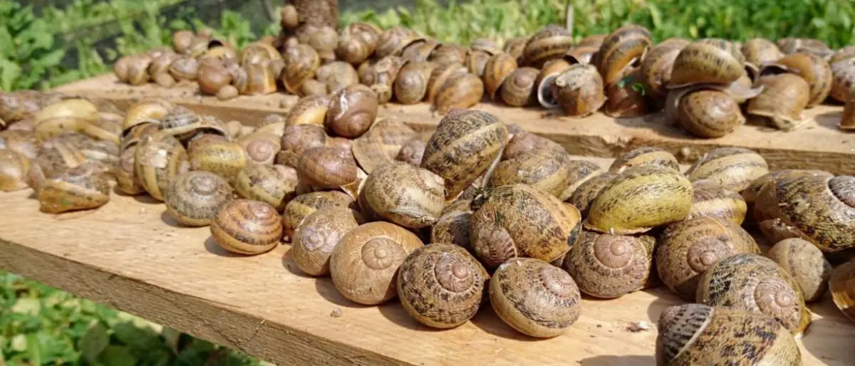 Porcaro e il tentativo di estorsione all'allevamento di lumache