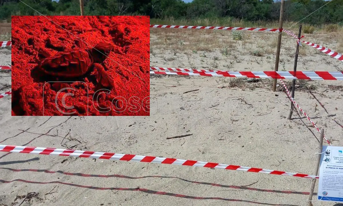 Sibari, schiusa di uova di caretta caretta: 63 esemplari raggiungono il mare