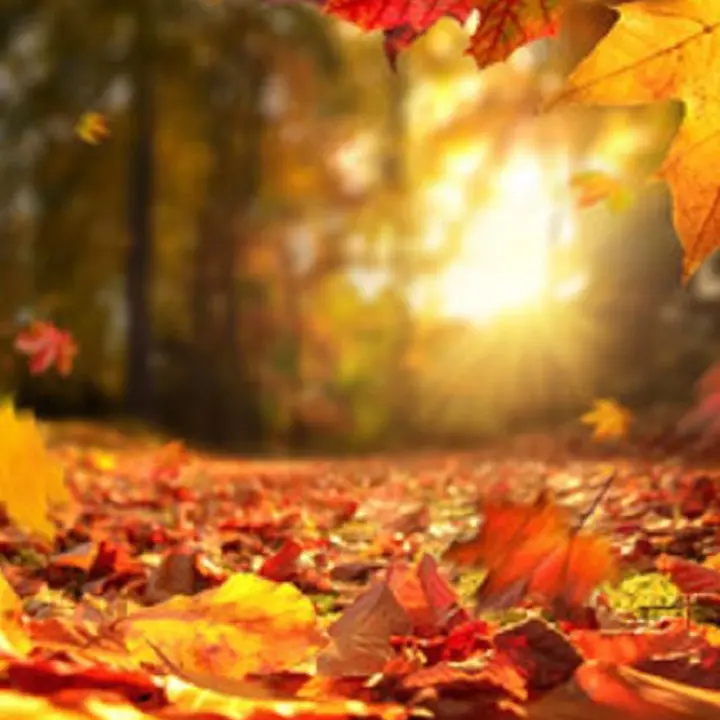 Saperi e Sapori d'autunno, domani la kermesse ad Aiello Calabro