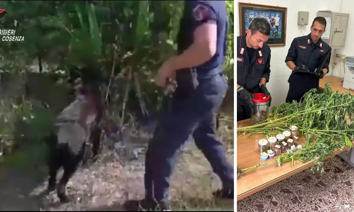 Il fiuto del cane Collins fatale ad un 50enne: scoperte le sue piante di marijuana