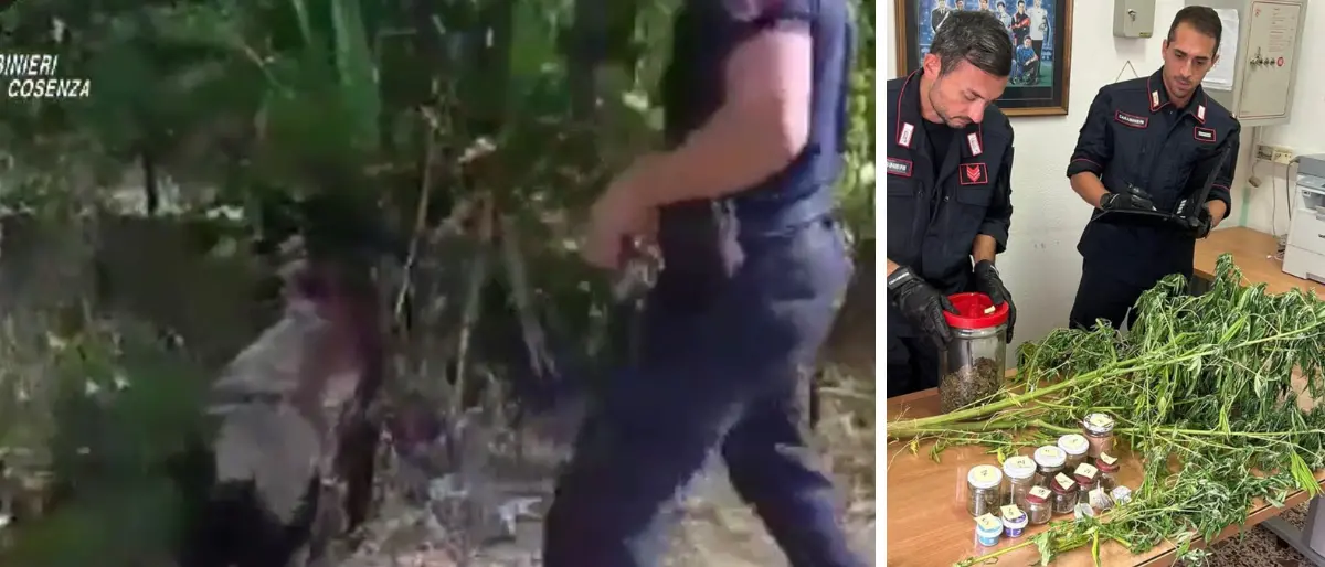 Il fiuto del cane Collins fatale ad un 50enne: scoperte le sue piante di marijuana