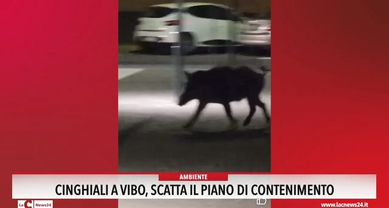 Cinghiali, a Vibo scatta il piano di contenimento