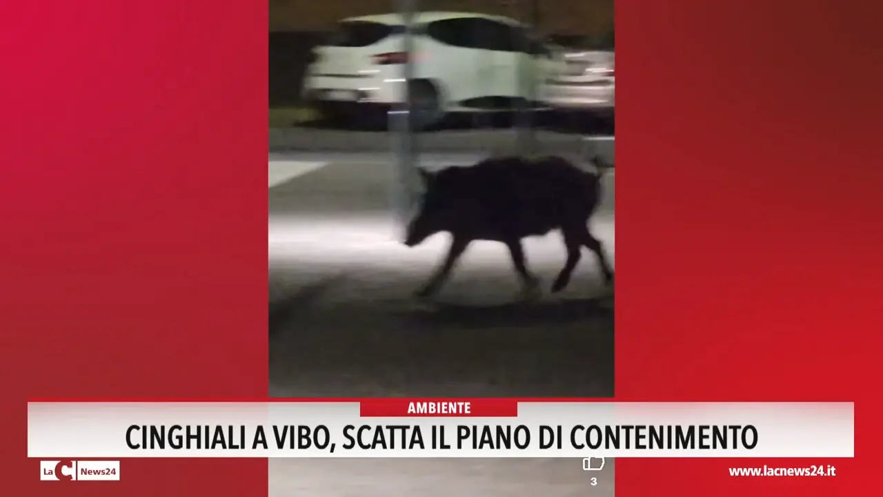 Cinghiali, a Vibo scatta il piano di contenimento