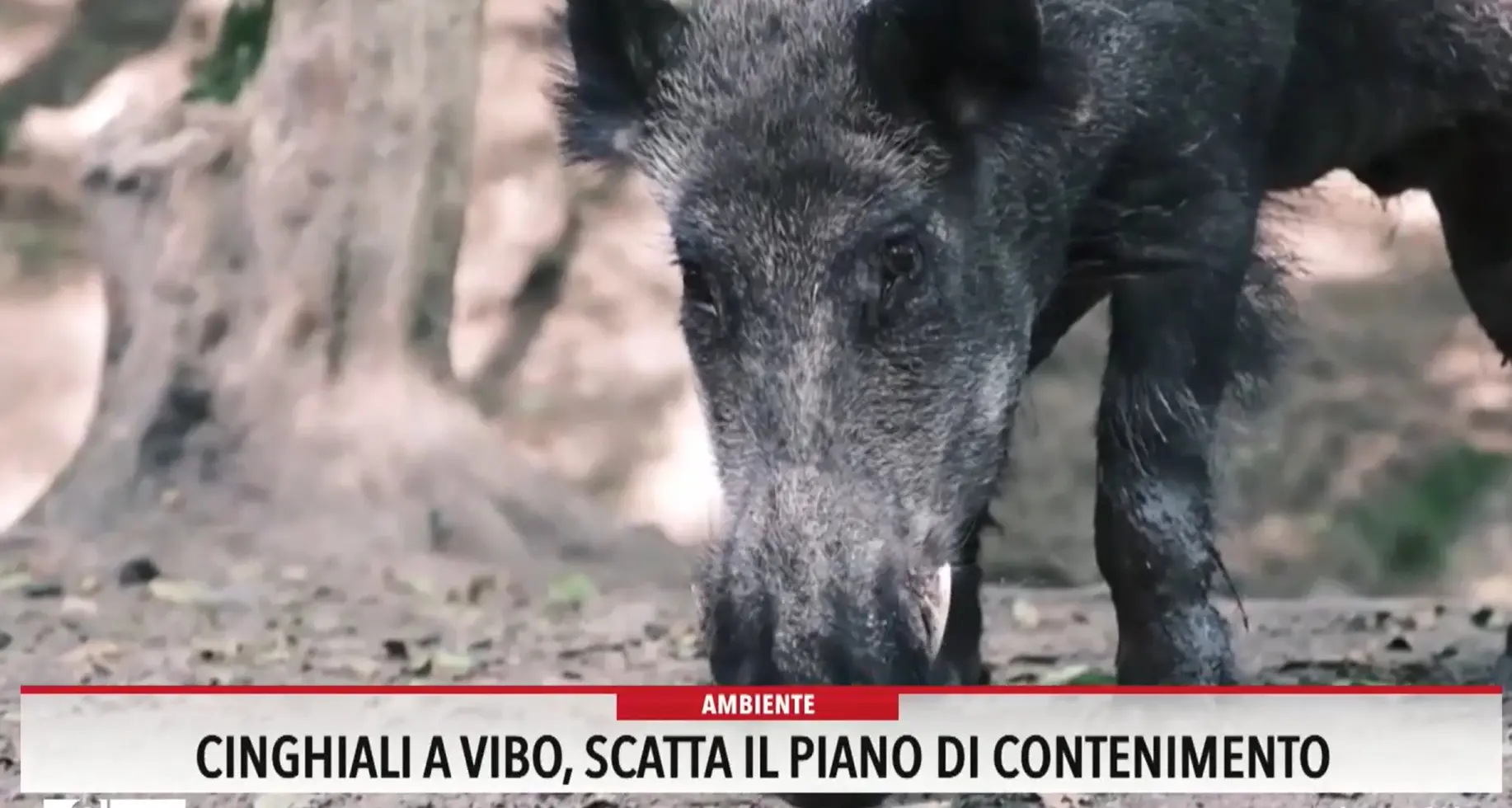 I cinghiali assediano Vibo e il piccolo Mattia scrive al sindaco: «Voglio giocare con i miei amici senza avere paura»\n