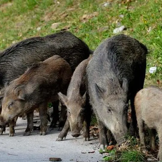 I cinghiali assediano Vibo e il piccolo Mattia scrive al sindaco: «Voglio giocare con i miei amici senza avere paura»\n