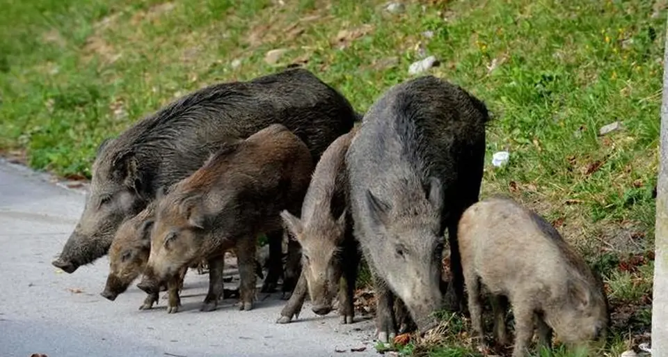 I cinghiali assediano Vibo e il piccolo Mattia scrive al sindaco: «Voglio giocare con i miei amici senza avere paura»\n