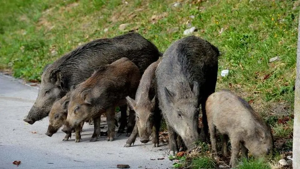 I cinghiali assediano Vibo e il piccolo Mattia scrive al sindaco: «Voglio giocare con i miei amici senza avere paura»\n