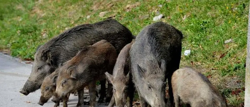 I cinghiali assediano Vibo e il piccolo Mattia scrive al sindaco: «Voglio giocare con i miei amici senza avere paura»\n