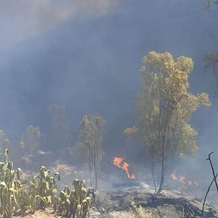 Calabria in fiamme, brucia la provincia di Cosenza: incendi a Cassano, Firmo e San Marco\n