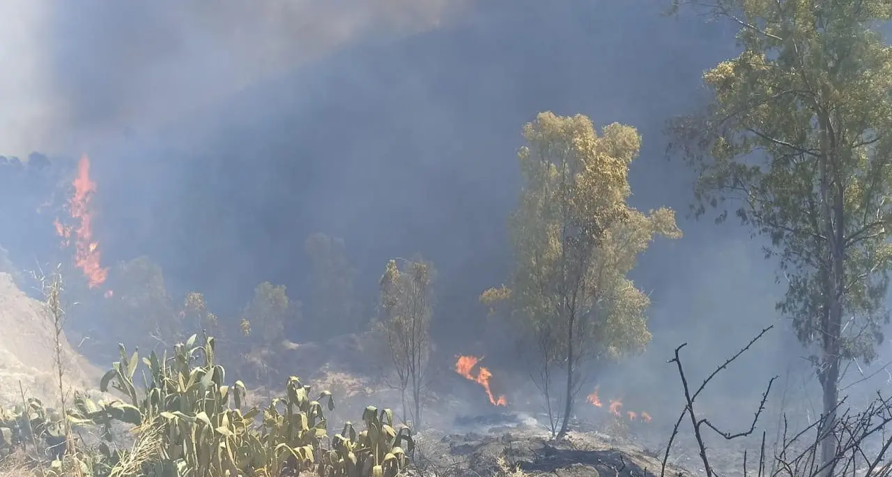 Calabria in fiamme, brucia la provincia di Cosenza: incendi a Cassano, Firmo e San Marco\n